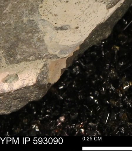 Inoceramus cuneatus