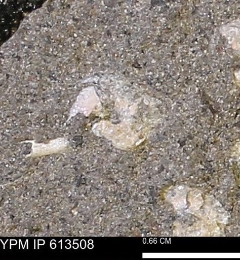 Scaphites sp.