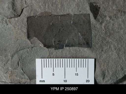 undet. Eurypterida