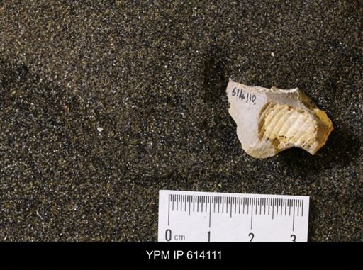 undet. Scaphitidae