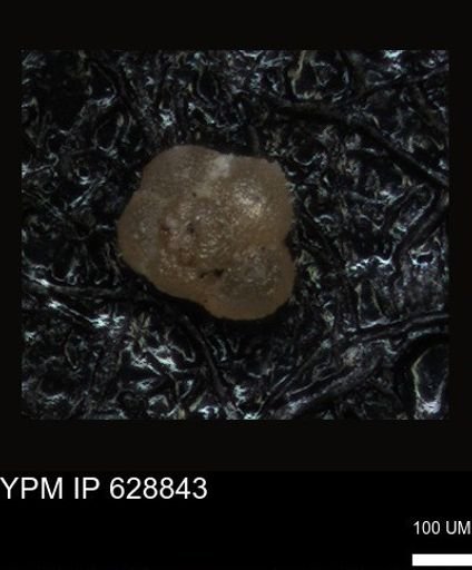 undet. Foraminiferida