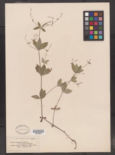 Galium circaezans var. glabrum