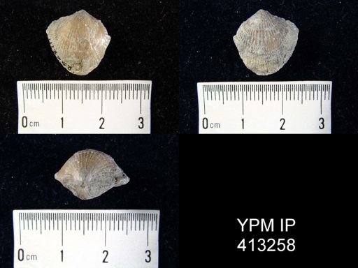 Atrypa sp.