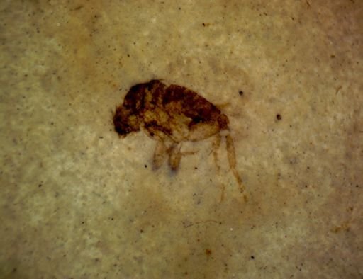 Diptera?