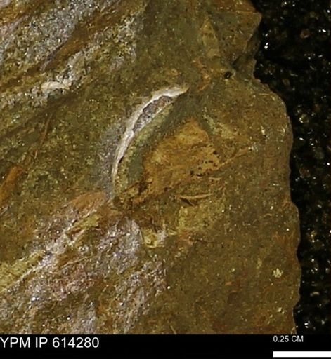 Limopsis striatopunctatus