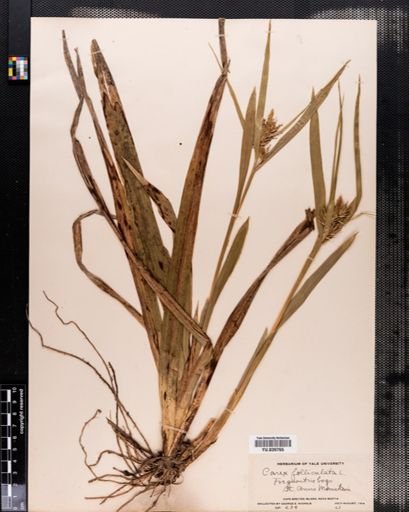 Carex folliculata