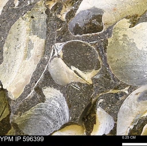 Protocardia? subquadrata
