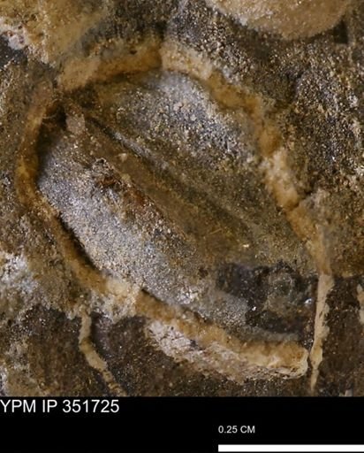 undet. Bivalvia