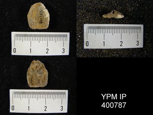 undet. Dielasmatoidea