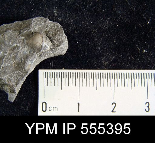 Ambocoelia planoconvexa