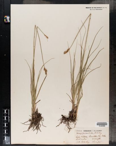 Carex