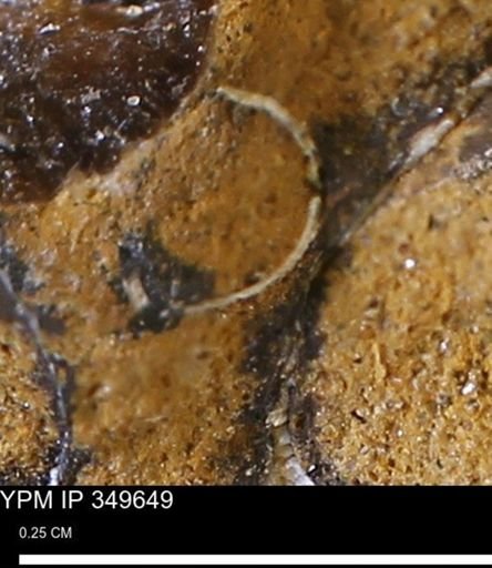 undet. Mollusca