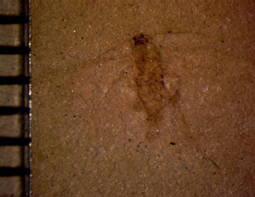 undet. Hexapoda