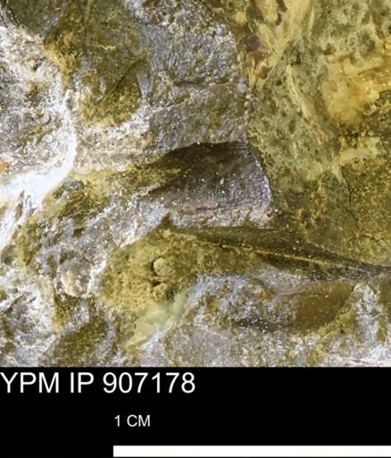 undet. Mollusca