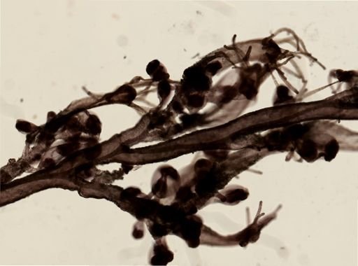 Hydroidolina