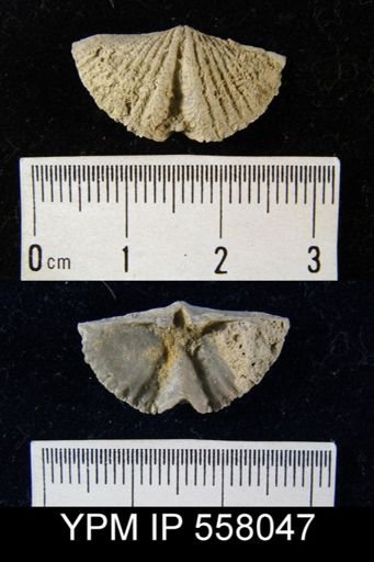 Mucrospirifer profundus