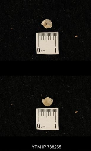 undet. Brachiopoda