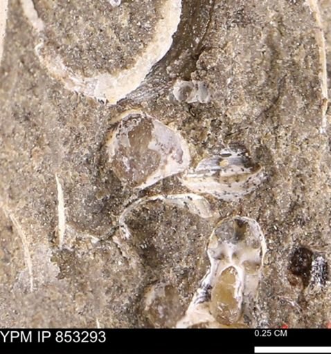 Protocardia?