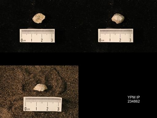 Marginifera fragilis