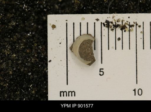 undet. Mollusca