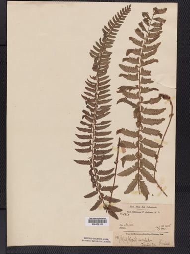 Polystichum