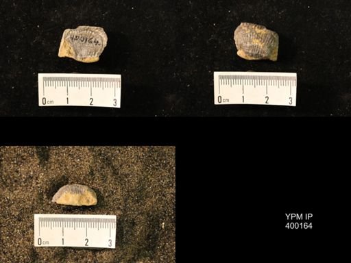 Marginifera lasallensis