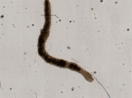 Nais pseudobtusa