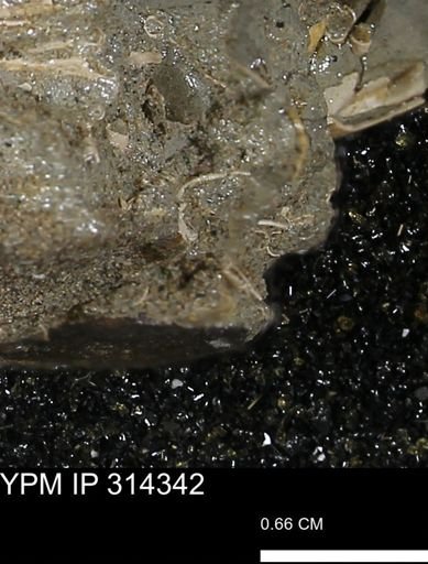 undet. Mollusca