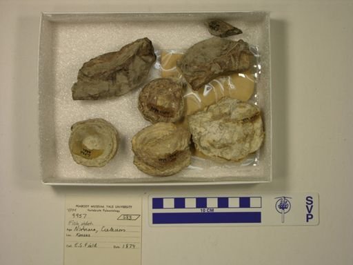 undet. Ichthyodectidae