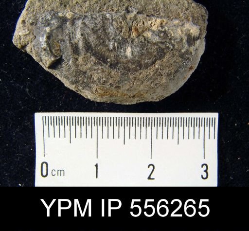 Leptaena rhomboidalis