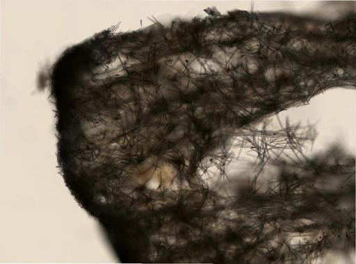 Halichondria panicea