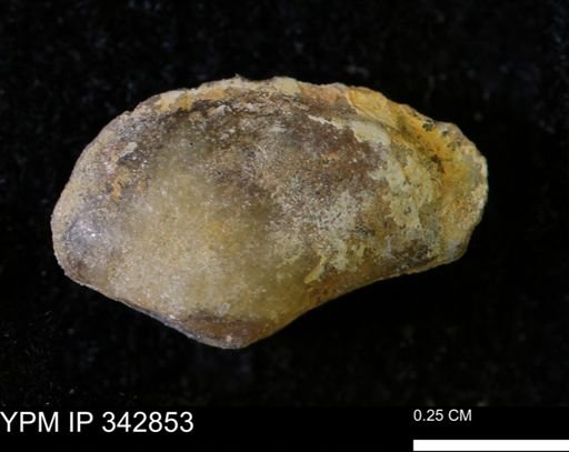 Nuculana sp.