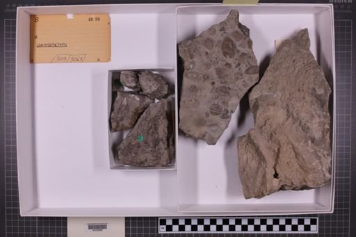 mixed taxa, stratigraphic collection