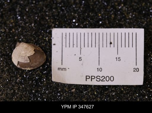Limopsis striatopunctatus