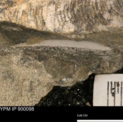 undet. Mollusca
