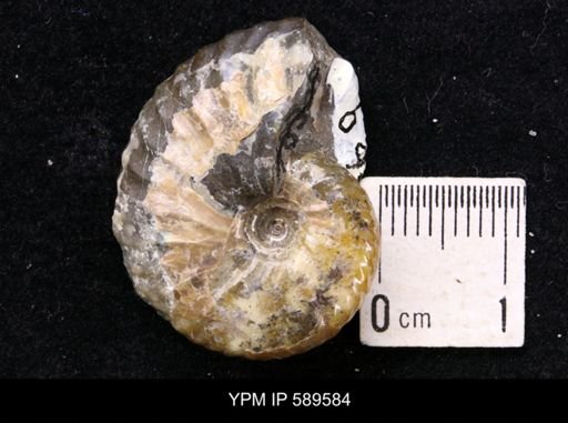 Hoploscaphites comprimus