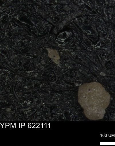 undet. Foraminiferida