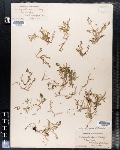 Selaginella apoda
