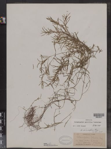 Potamogeton spirillus