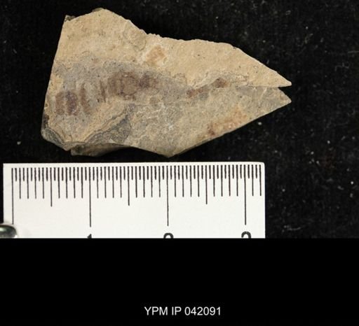 Hymenoptera