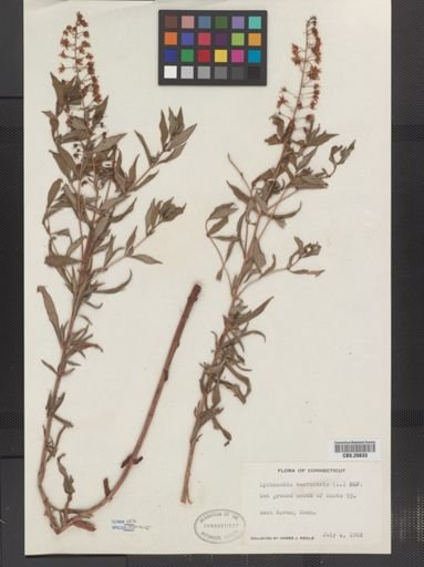 Plantae