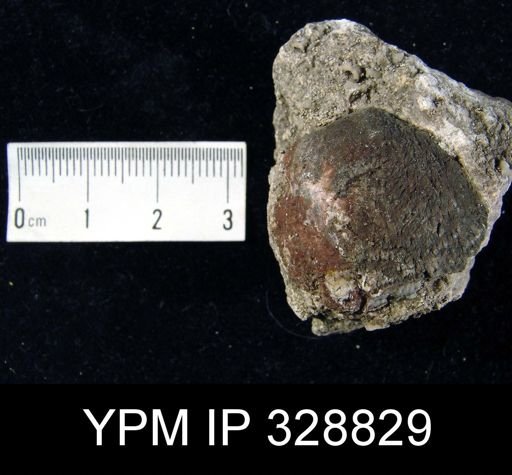 undet. Atrypida