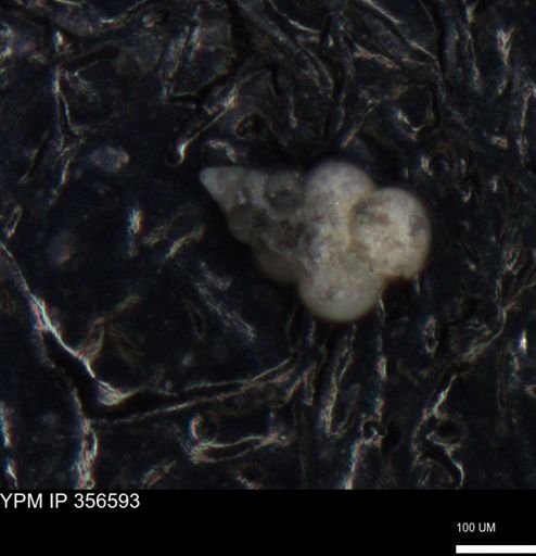 undet. Foraminiferida