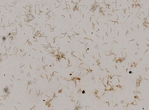 Haliclona