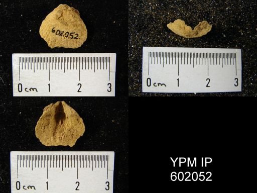 Uncinulus wadei