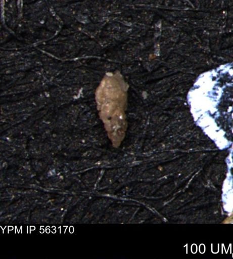 Verneuilina canadensis
