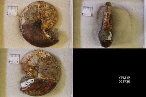 Hoploscaphites nicolletii
