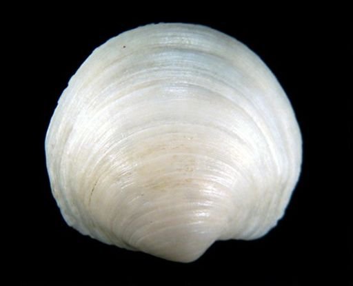 Loripes edentuloides