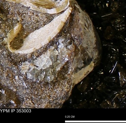 undet. Mollusca