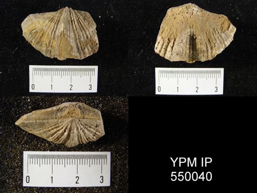 Spirifer cameratus